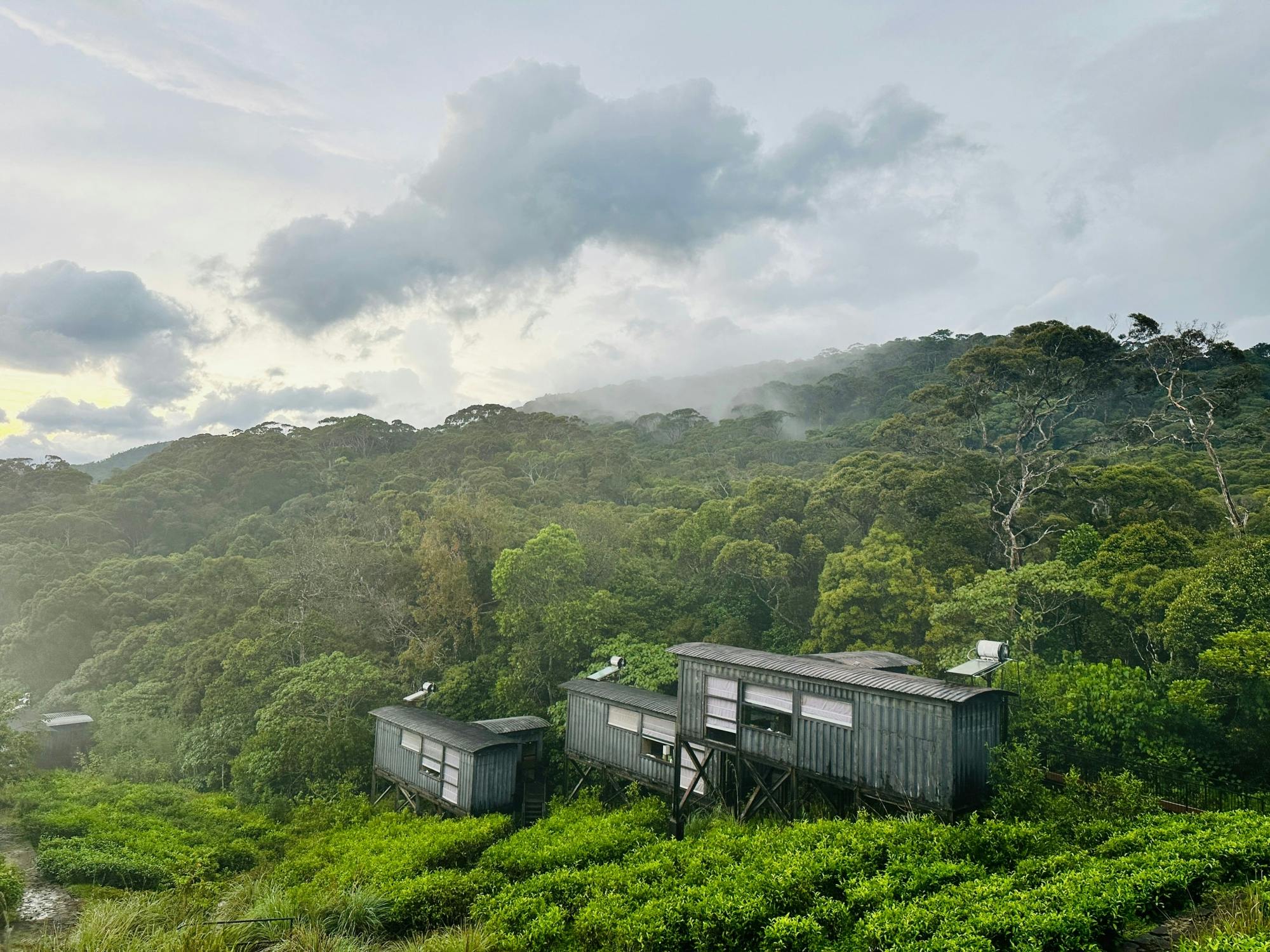 Sri Lanka rainforest two-day tour in Sinharaja Eco Lodge