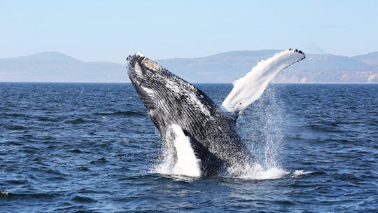 Full-day whale-watching trip from Québec City