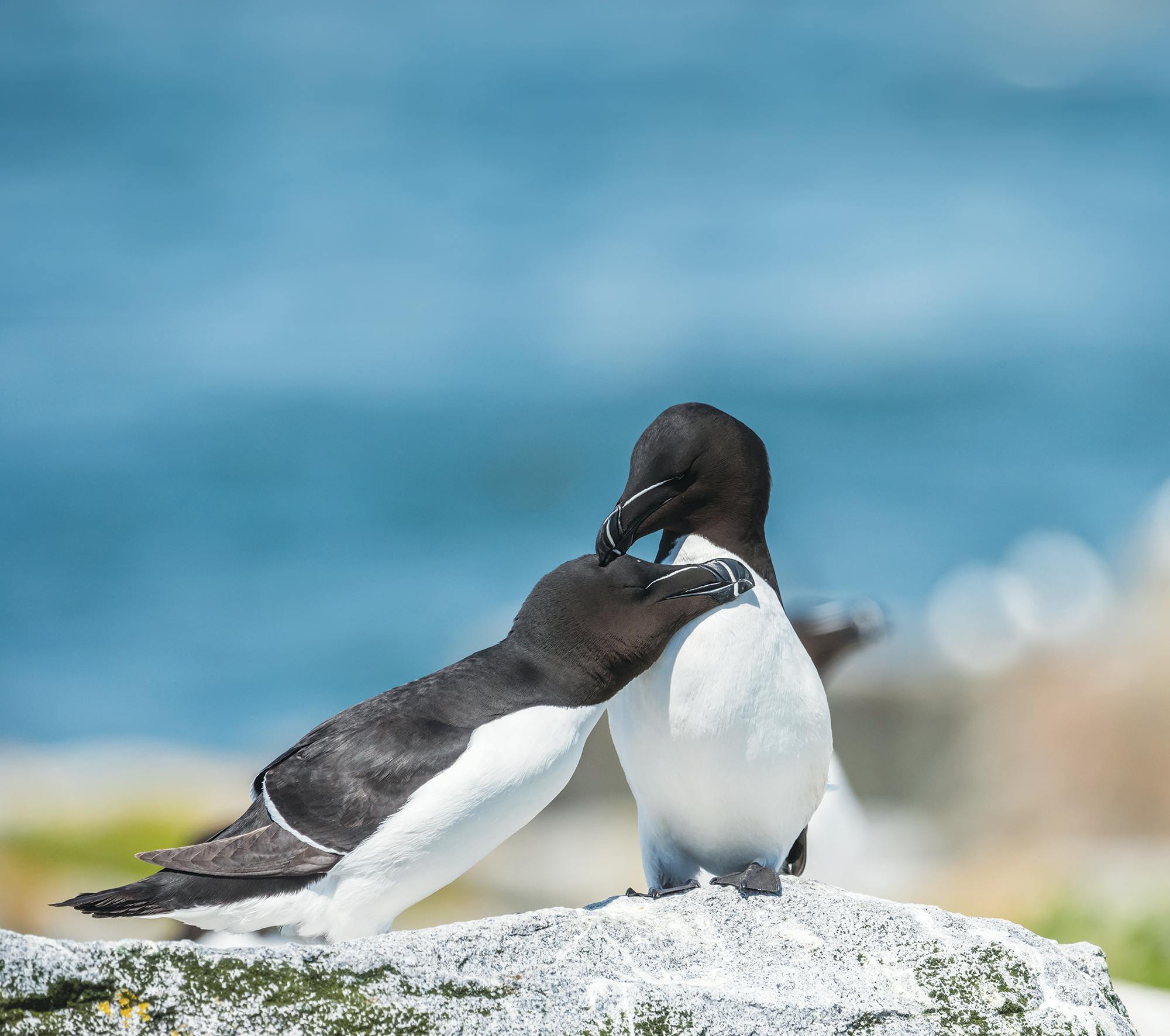 1000 Razorbills observation cruise