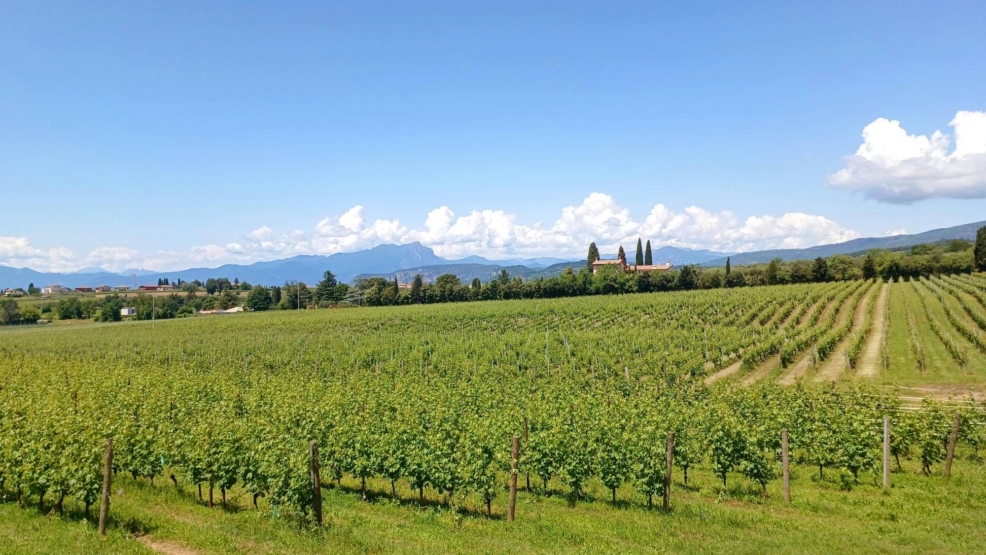 Lake Garda wine-tasting tour