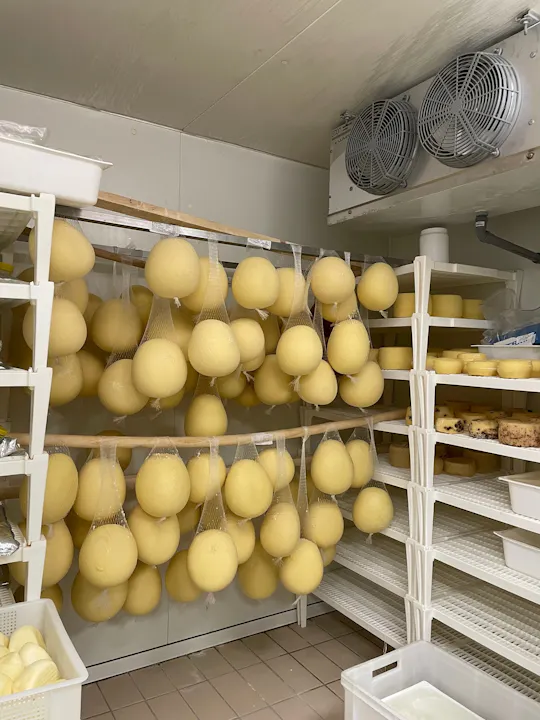 Experiência semi-privada de fabrico e degustação de queijo