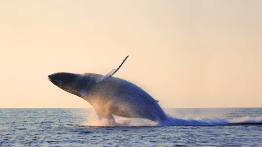 Charlevoix whale watching cruise