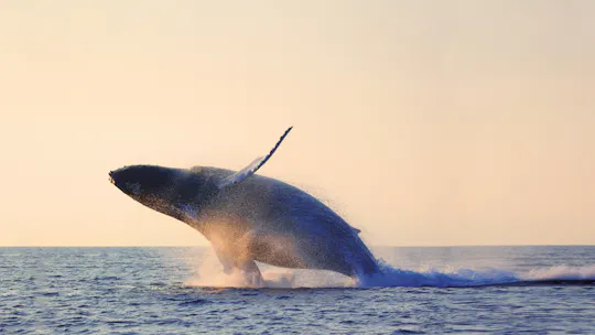 Croisière d'observation des baleines dans Charlevoix