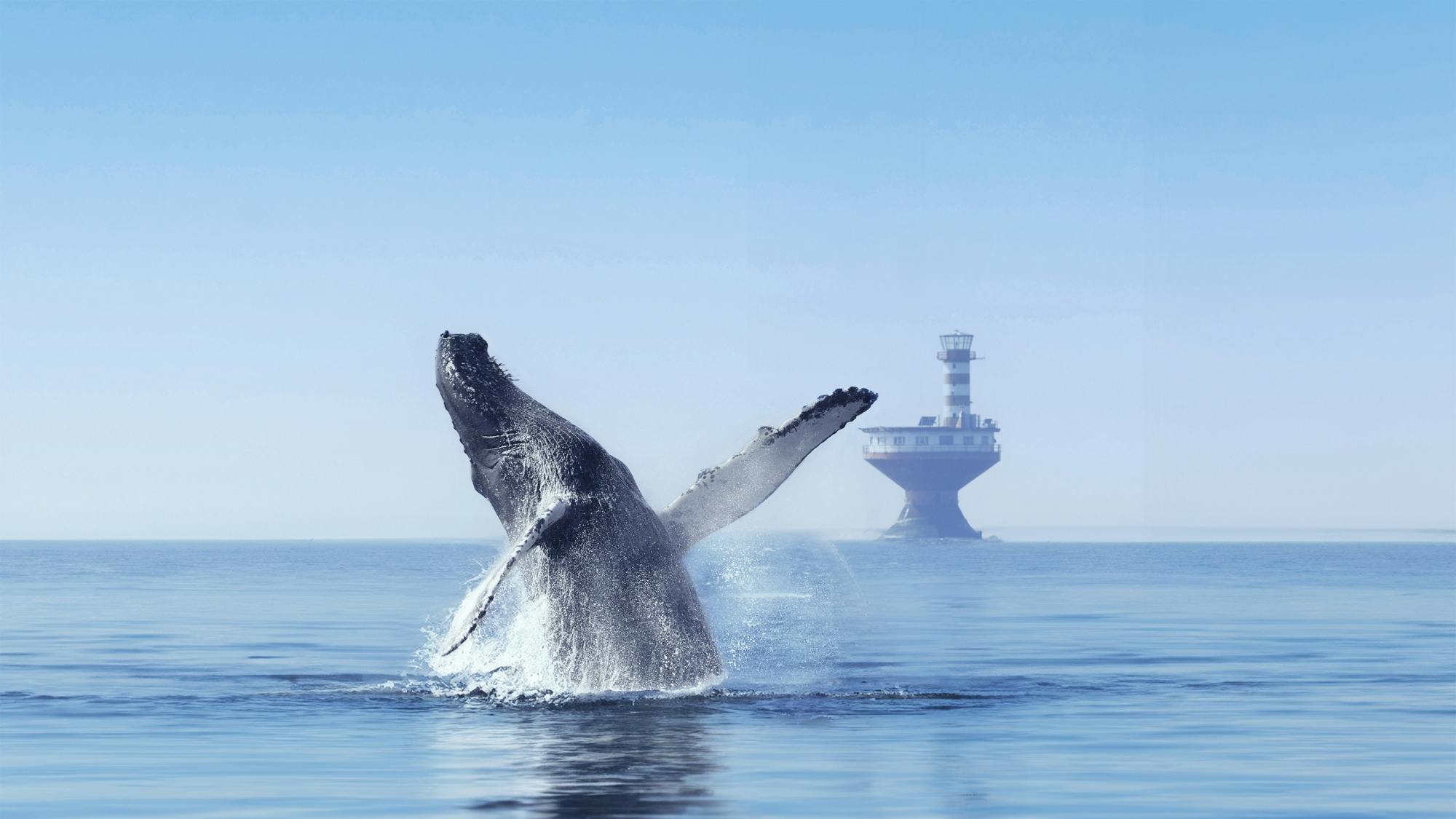 Tadoussac whale watching cruise