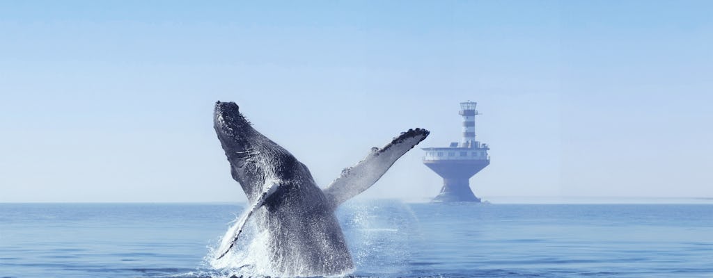Tadoussac whale watching cruise