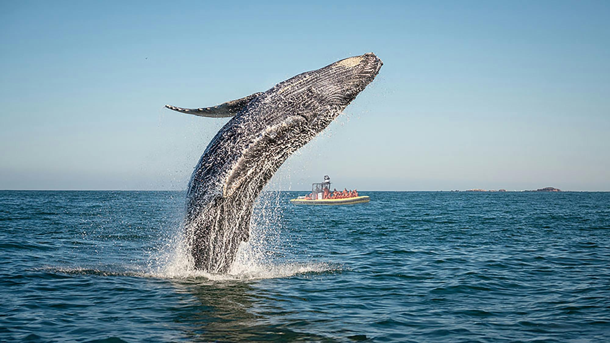 Charlevoix whale-watching cruise on a zodiac boat
