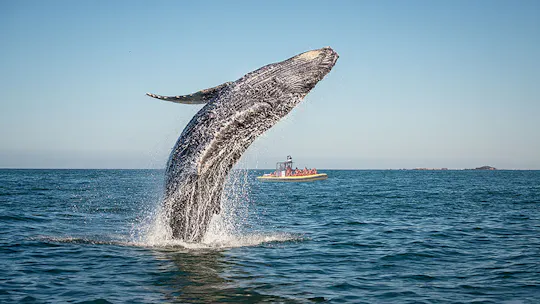 Croisière d'observation des baleines en zodiac dans Charlevoix