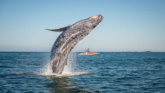 Charlevoix whale-watching cruise on a zodiac boat