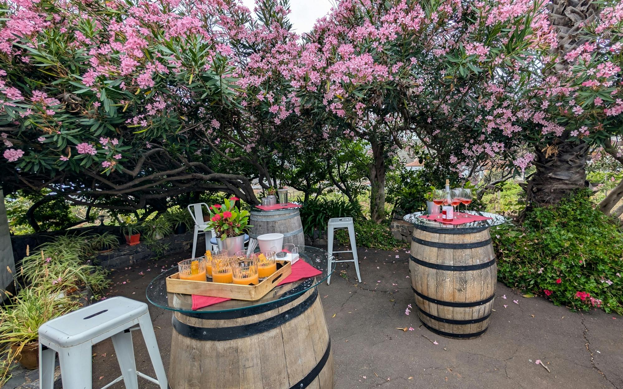 Nat Geo Day Tour: Wine in the Canary Islands - a Sensory Experience