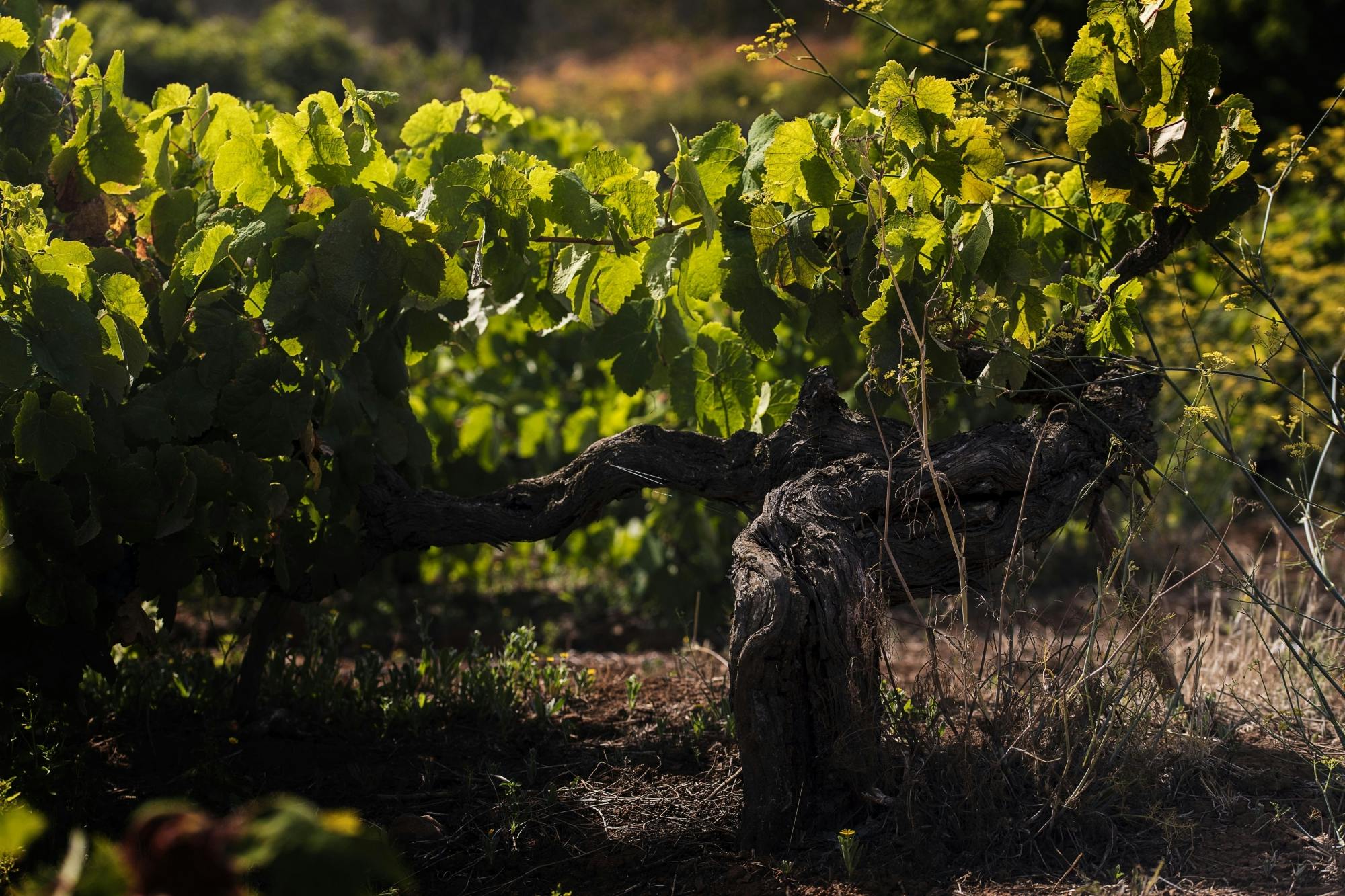 Nat Geo Day Tour: Wine in the Canary Islands - a Sensory Experience
