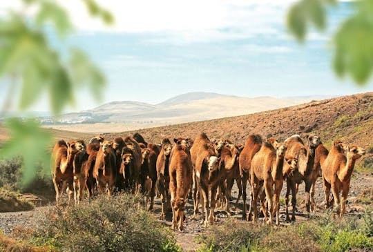 Oasis Park Fuerteventura ticket including camels encounter