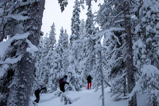 Private classic snowshoeing tour in Levi