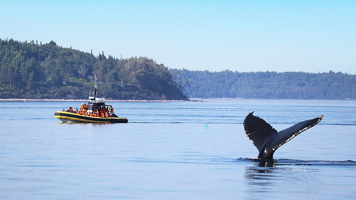 Walvissafari in Tadoussac op een zodiac boot