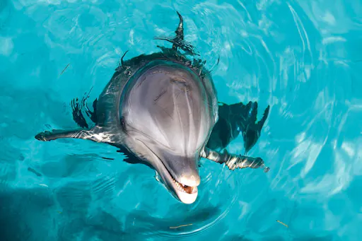 Dolphin Silver Swim at Dolphin Discovery