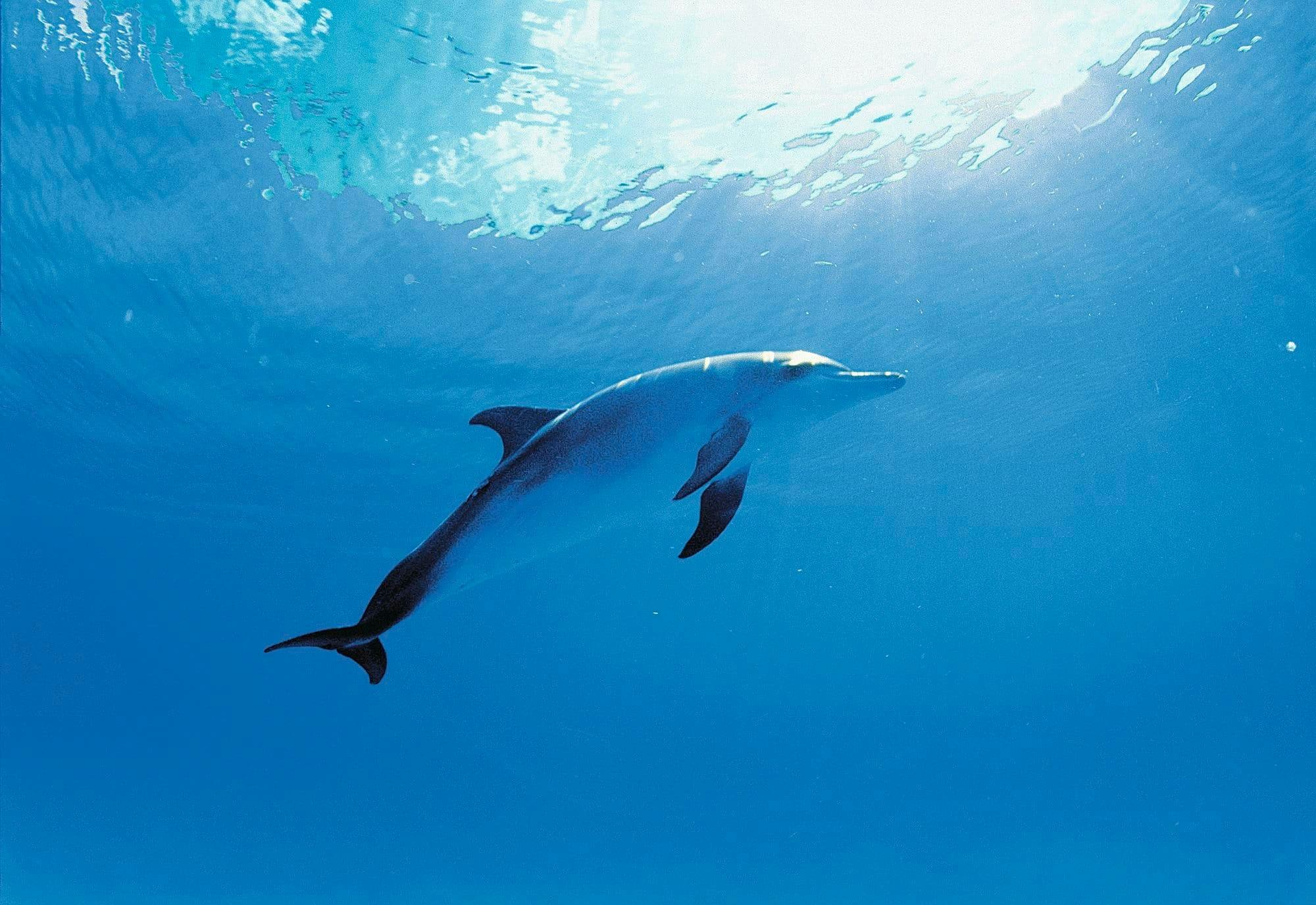 Dolphin swim adventure at Dolphin Discovery Isla Mujeres ticket