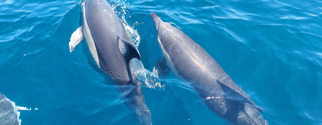 Dolphin watching experience and 4x4 tour at Cabo Espichel