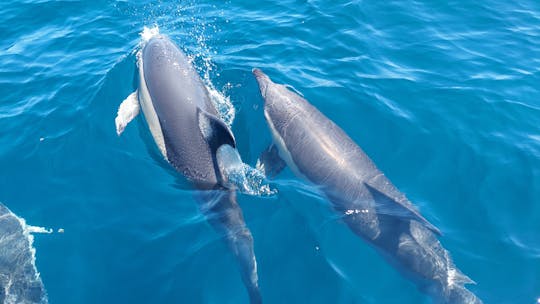 Dolphin watching experience and 4x4 tour at Cabo Espichel
