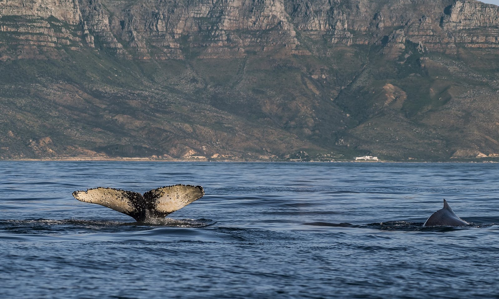 Whale watching boat cruise from Cape Town