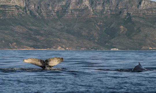 Whale watching boat cruise from Cape Town