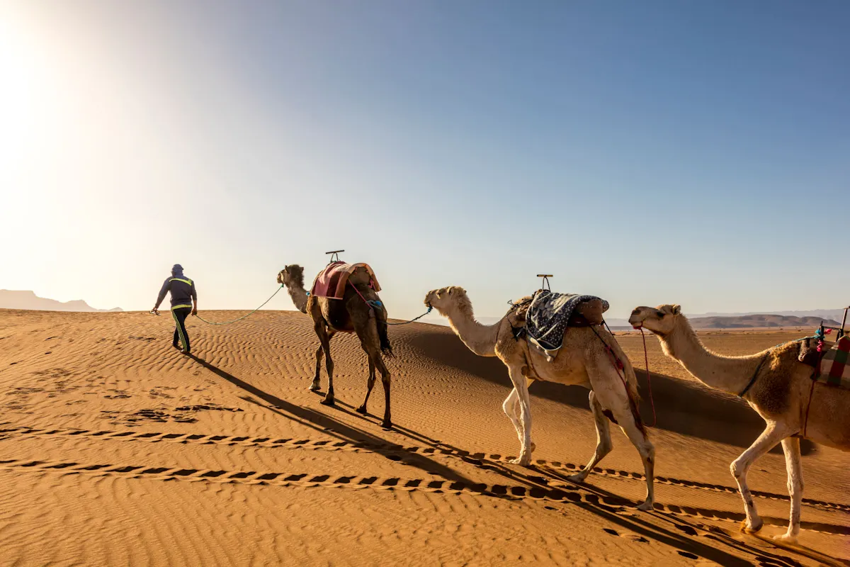 Sea, Sunset & Desert Camp Experience