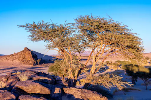 Sea, Sunset & Desert Camp Experience