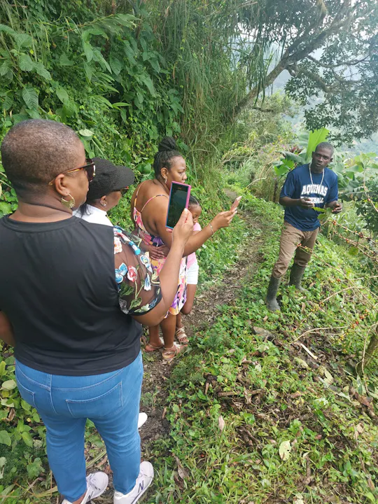 Jamaica's Blue Mountains tour with coffee estate visit