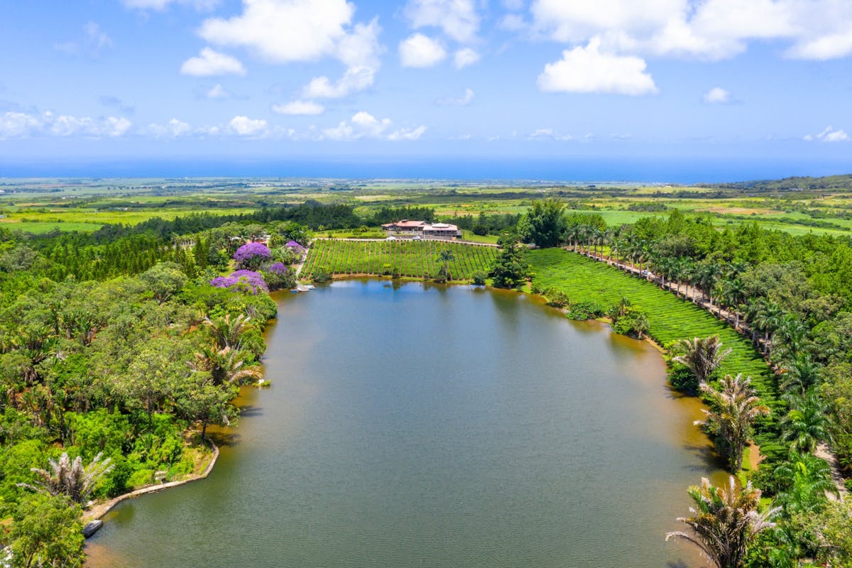 Mauritian Tea Route Tour with Bois Chéri factory and Plantation