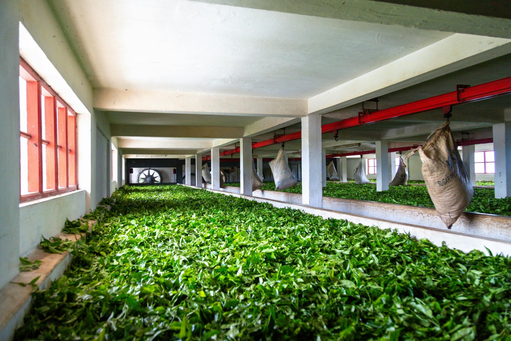 Mauritian Tea Route Tour with Bois Chéri factory and Plantation