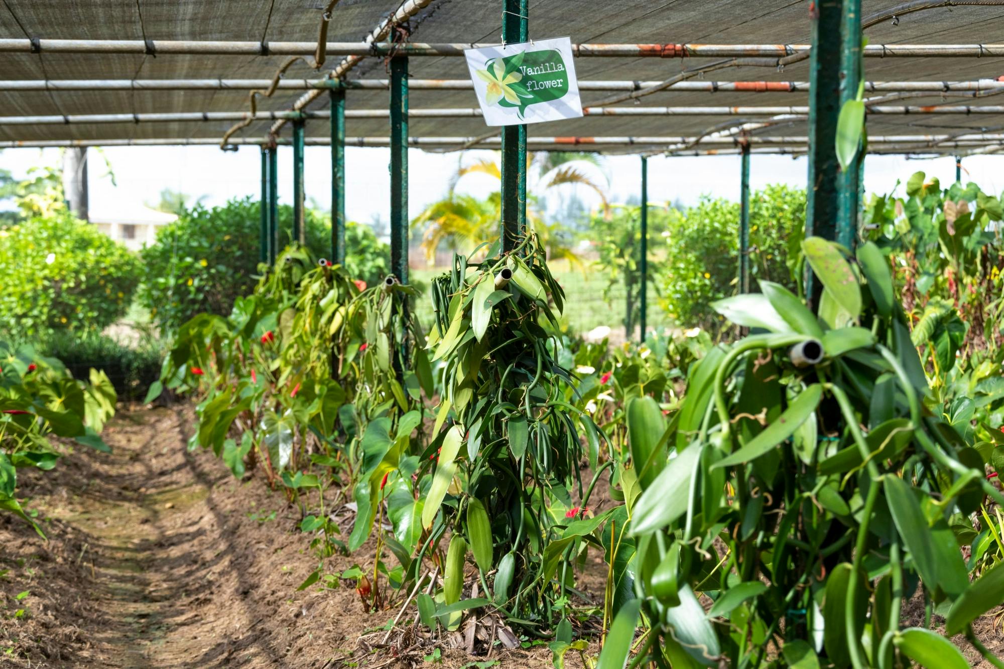 Mauritian Tea Route Tour with Bois Chéri factory and Plantation