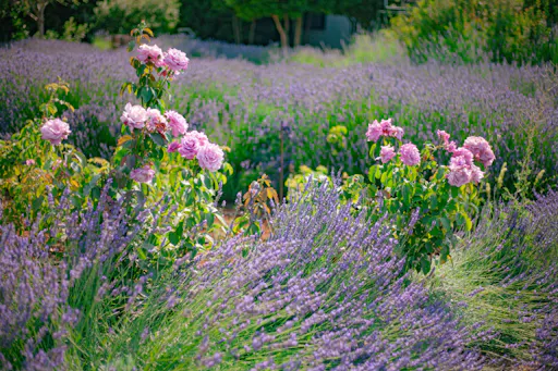 Botanical park visit for families with soap-making class