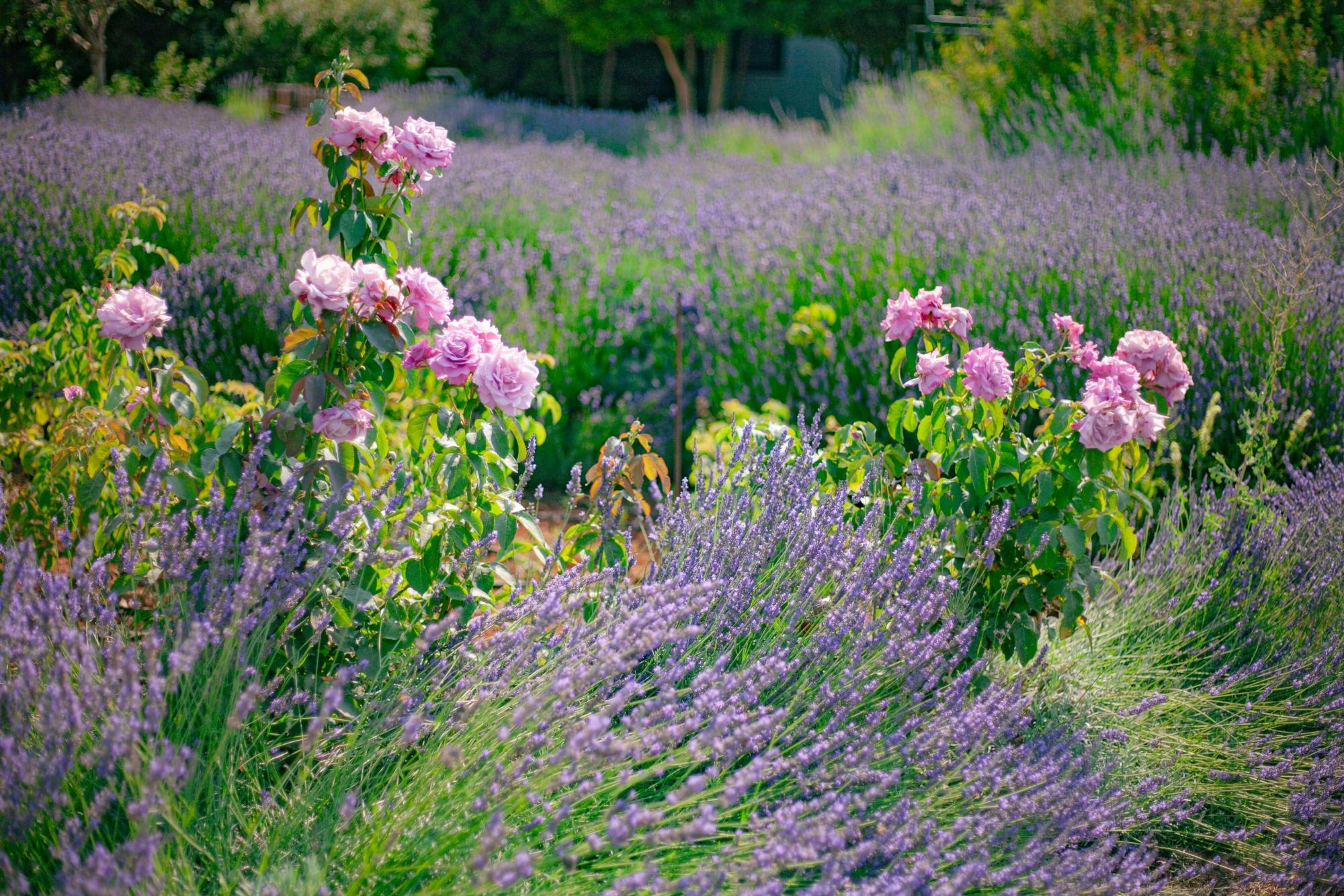 Botanical park visit for families with soap-making class
