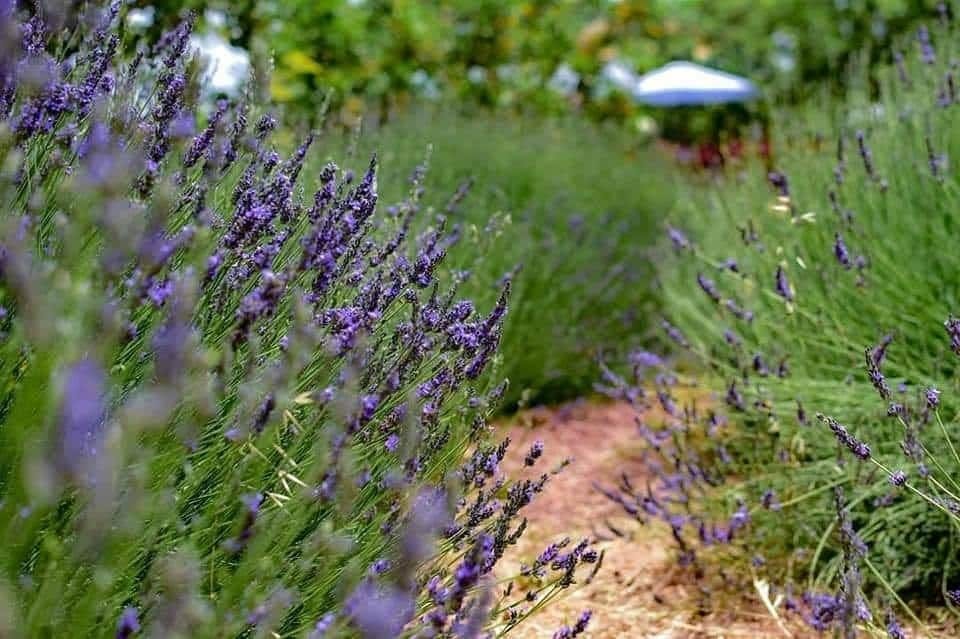 Botanical park visit for families with soap-making class