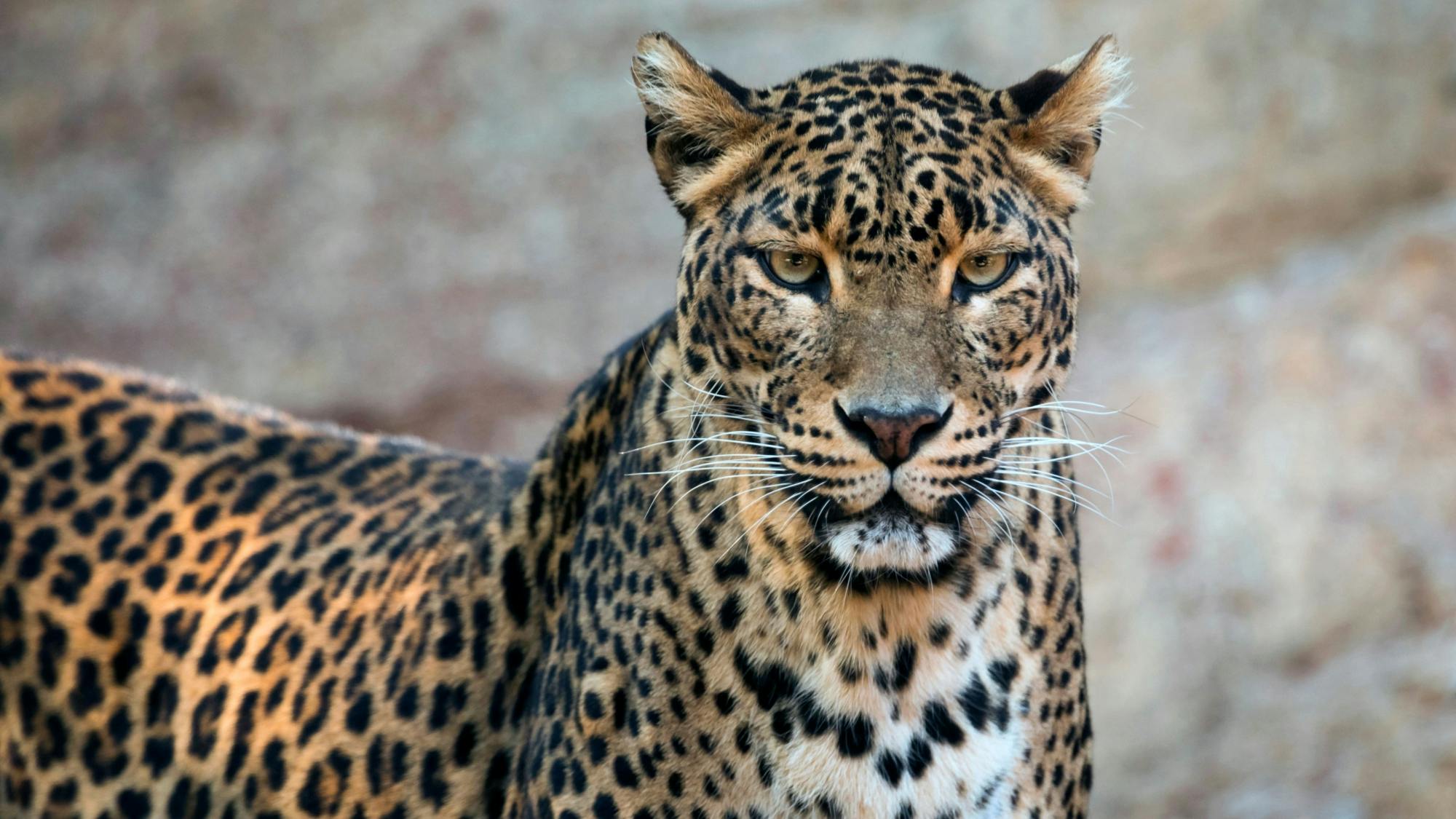 Fuengirola Zoo and shopping morning tour