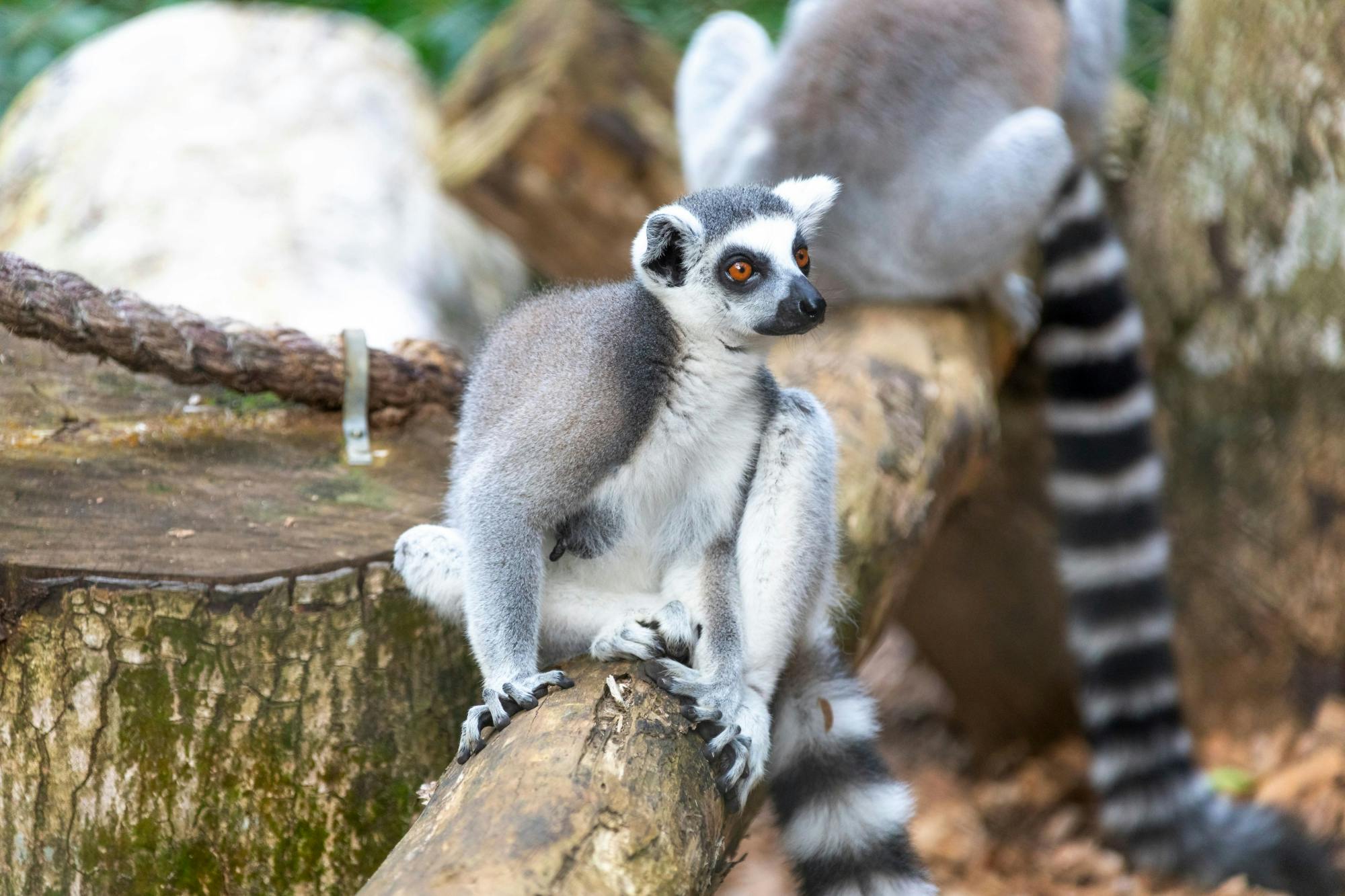 Fuengirola Zoo and shopping morning tour