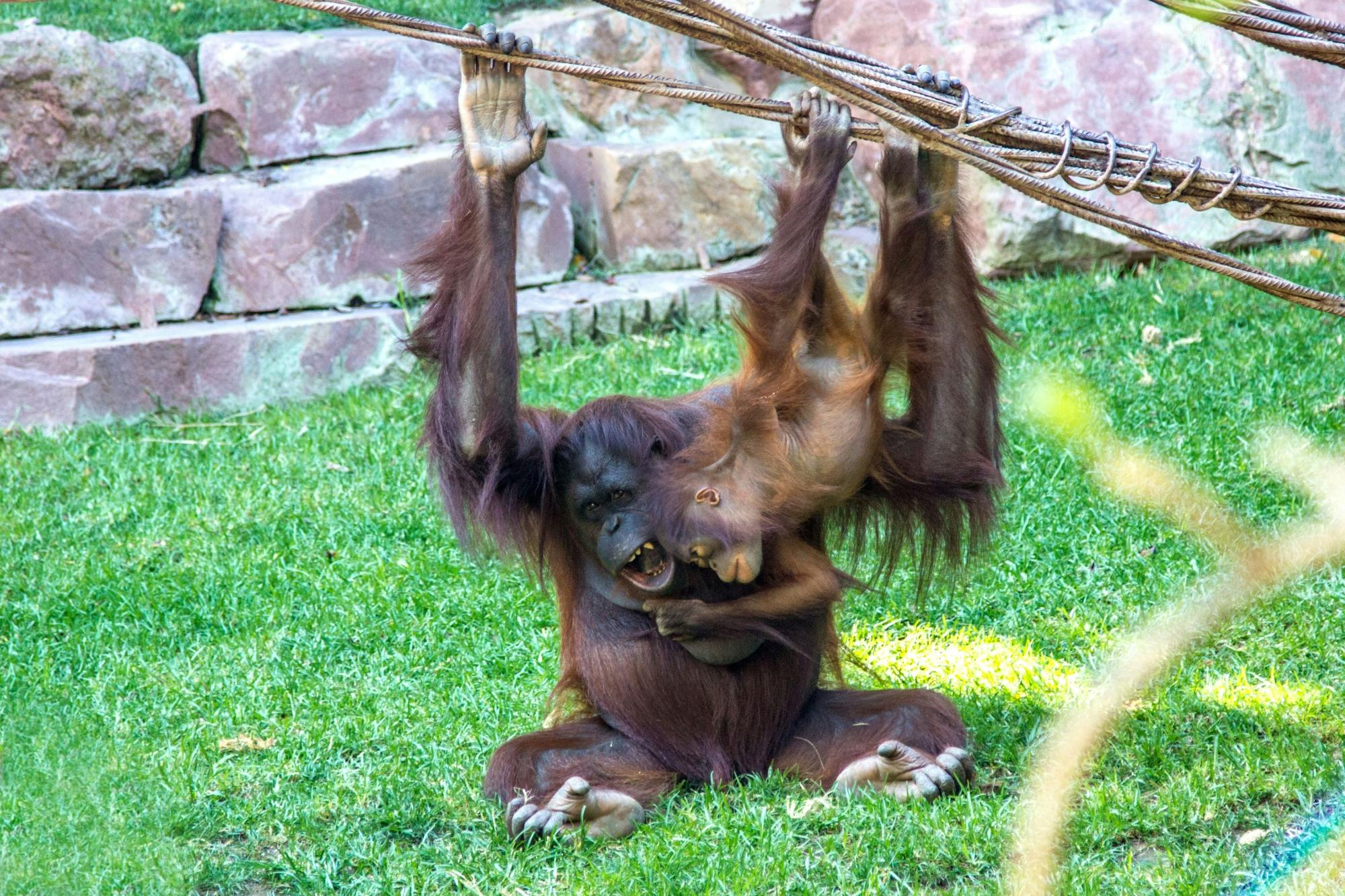 Fuengirola Zoo and shopping morning tour