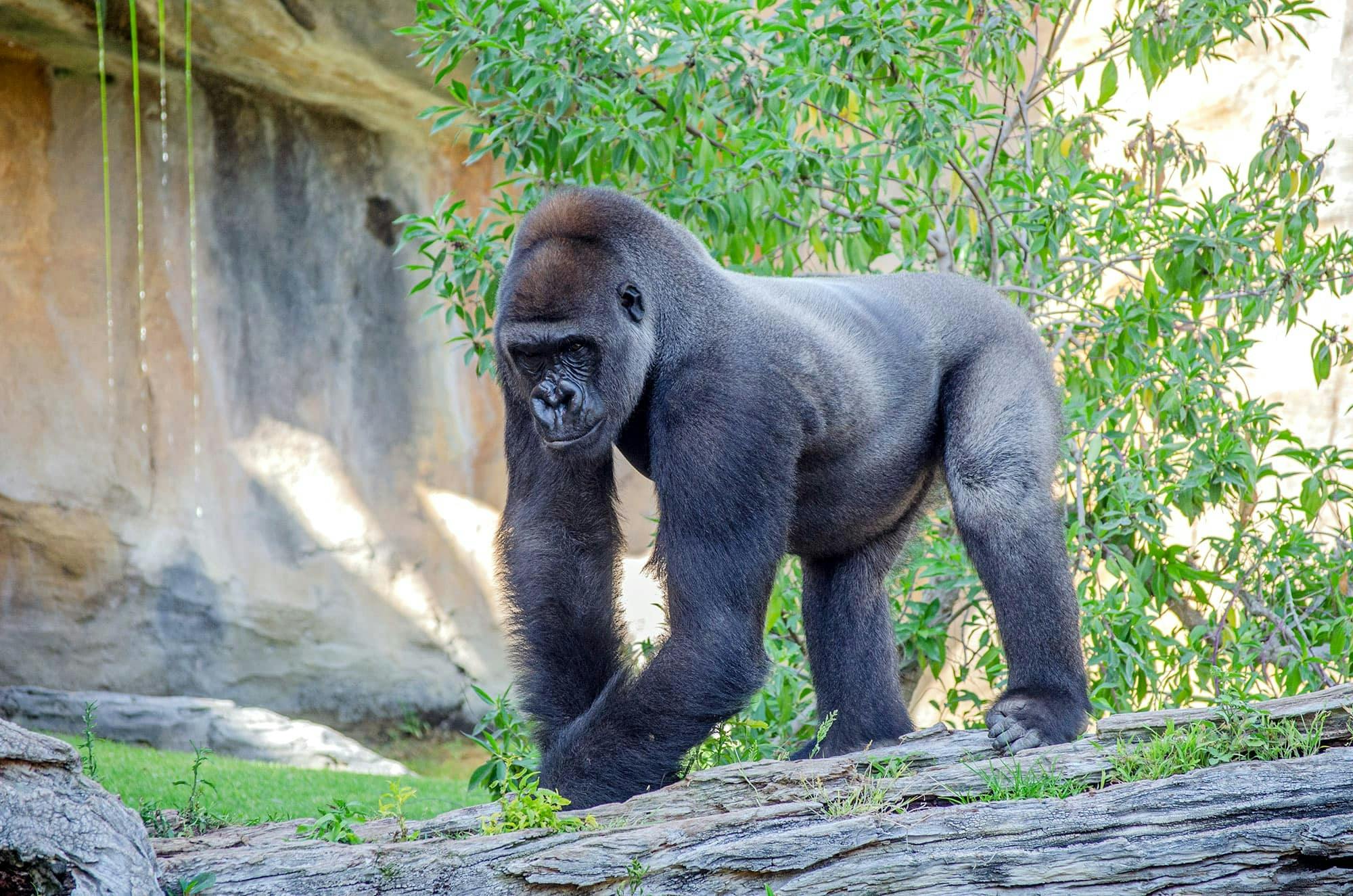 Fuengirola Zoo and shopping morning tour