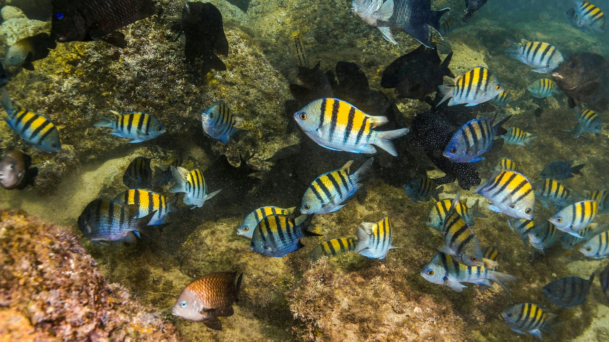 Cenotes & Yal Ku Paradise Lagoon Tour