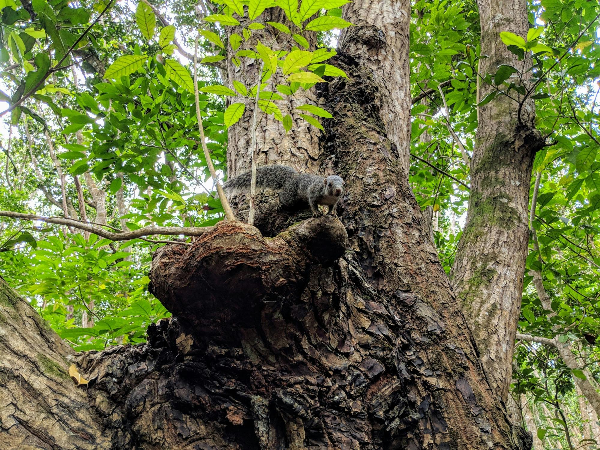 Jozani Chwaka Bay National Park and spice plantation tour
