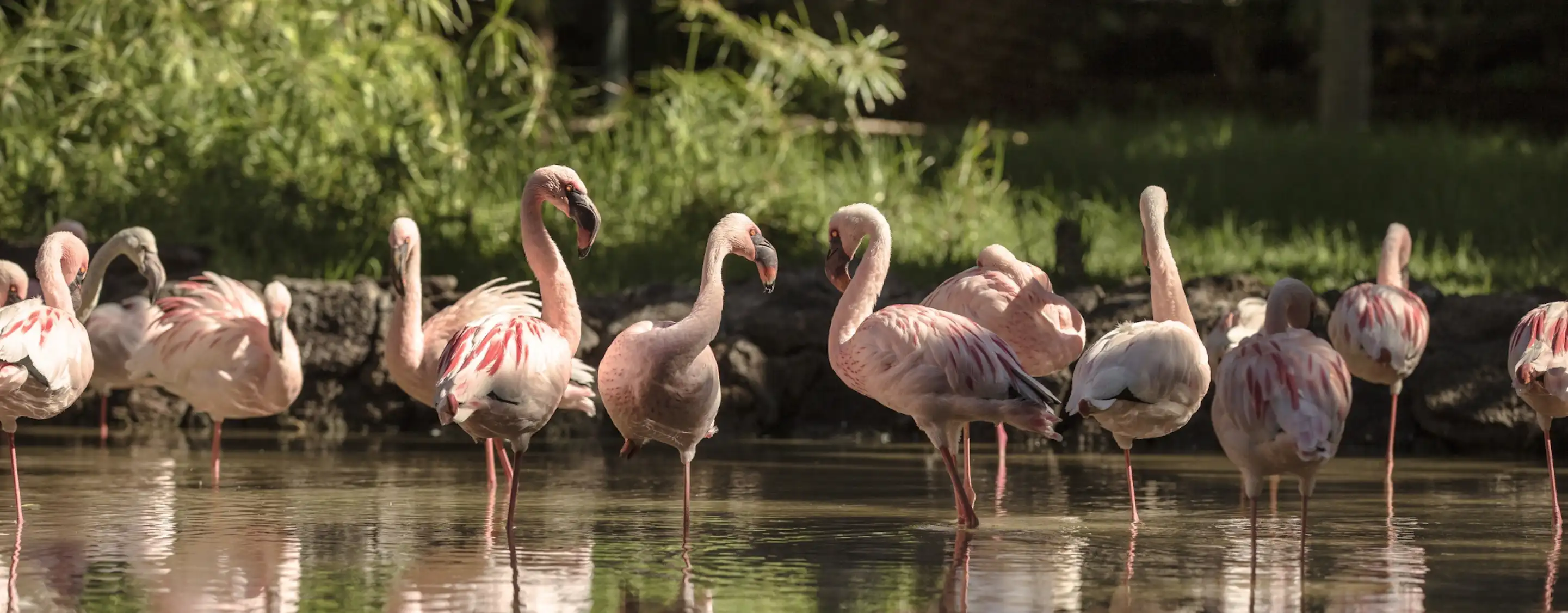Oasis Wildlife Fuerteventura