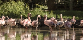 Oasis Wildlife Fuerteventura