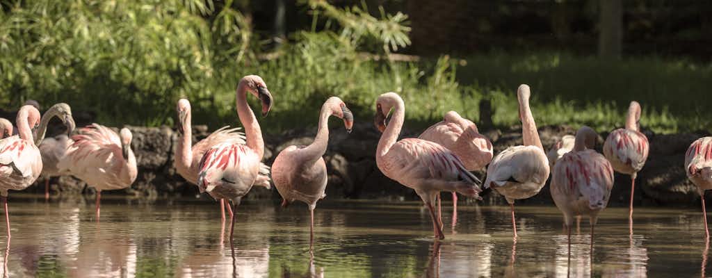 Oasis Wildlife Fuerteventura: entradas y visitas guiadas