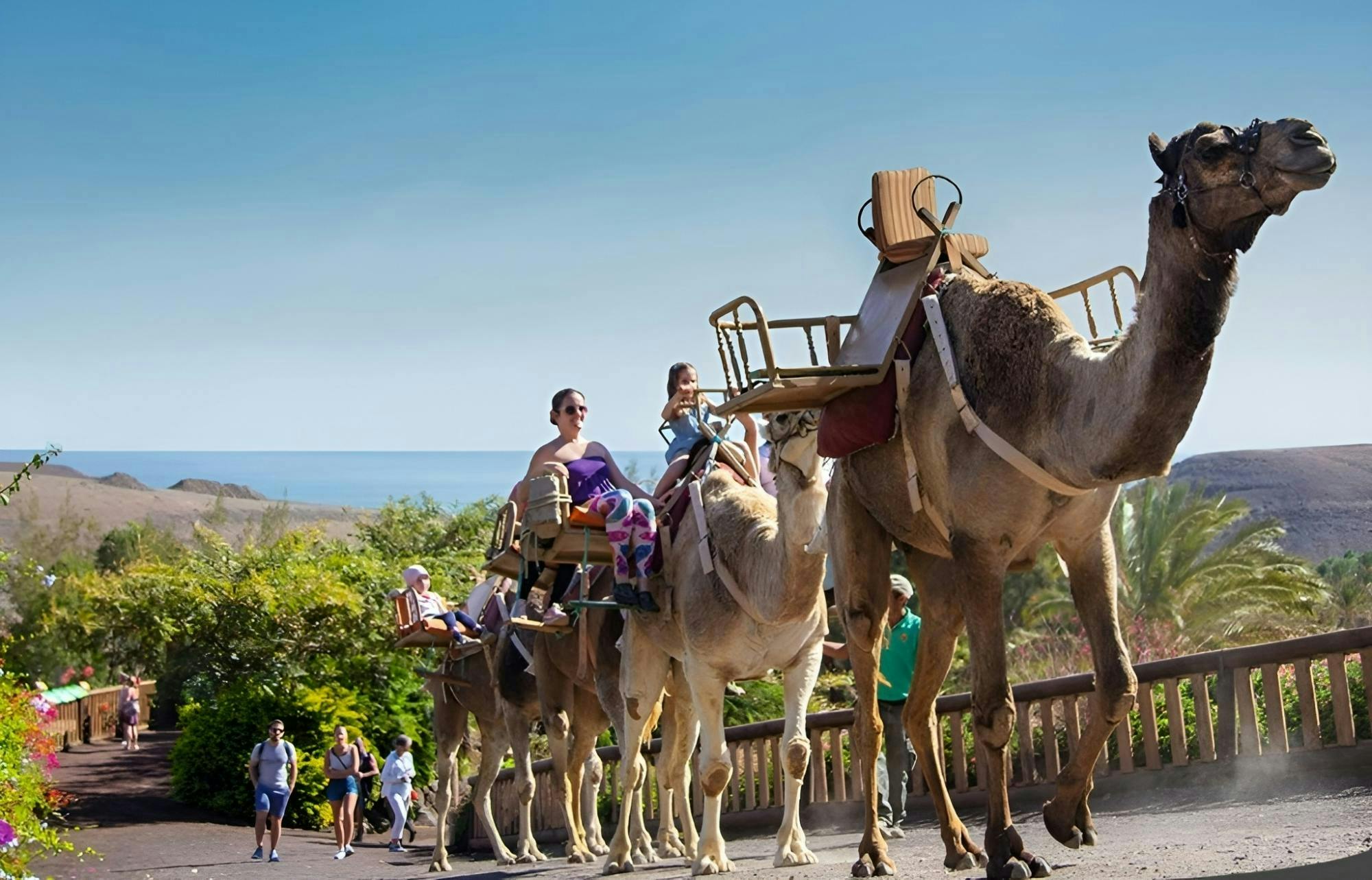 Oasis Wildlife Fuerteventura camel experience