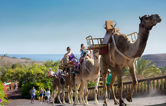 Esperienza con i cammelli di Oasis Wildlife Fuerteventura