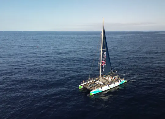 3-uur durende walvis- en dolfijnobservatie op een eco-catamaran