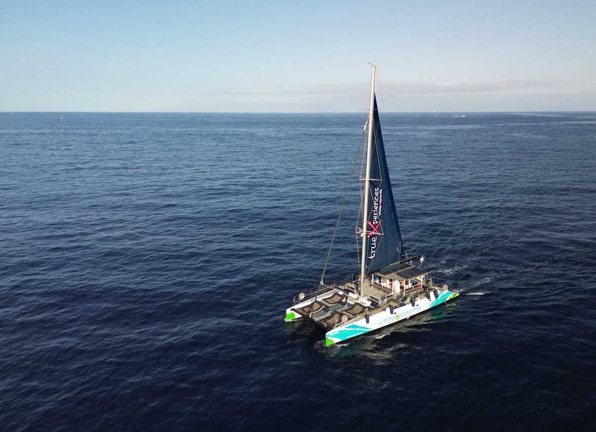 3-uur durende walvis- en dolfijnobservatie op een eco-catamaran