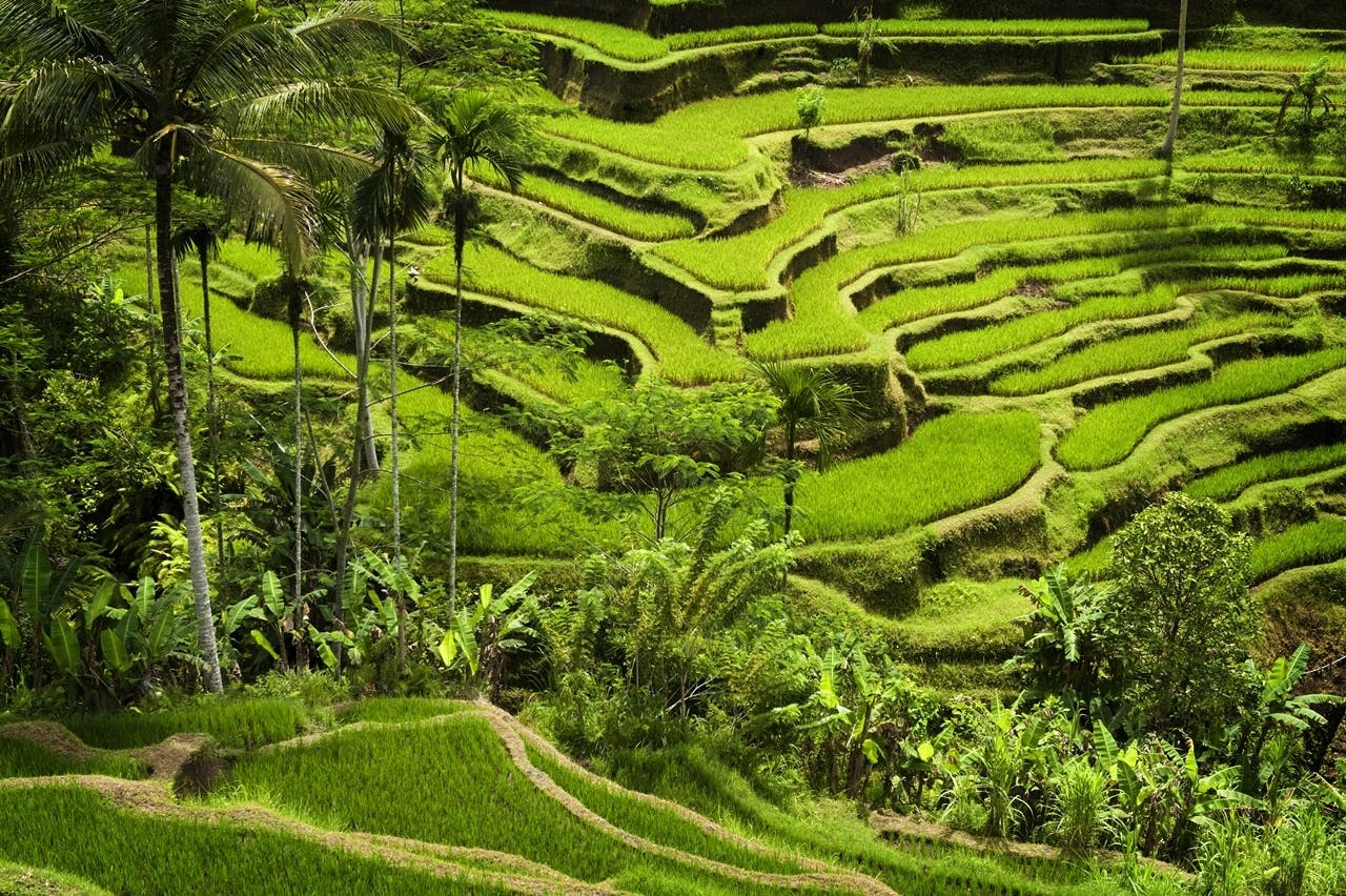 Sacred jungle and scenic terraces guided tour