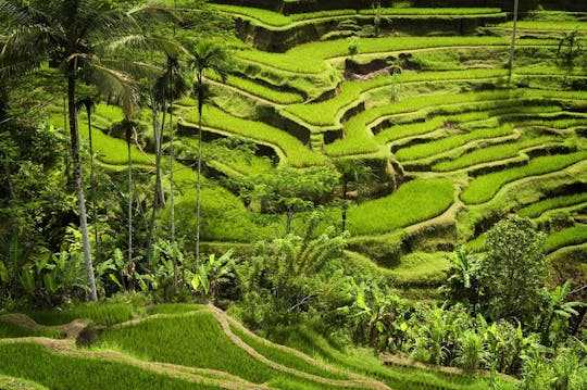 Sacred jungle and scenic terraces guided tour
