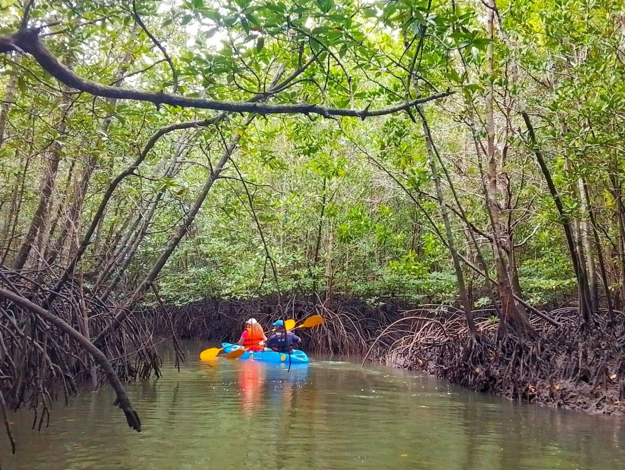 Kayaking, mangroves, and hidden islands from Koh Lanta
