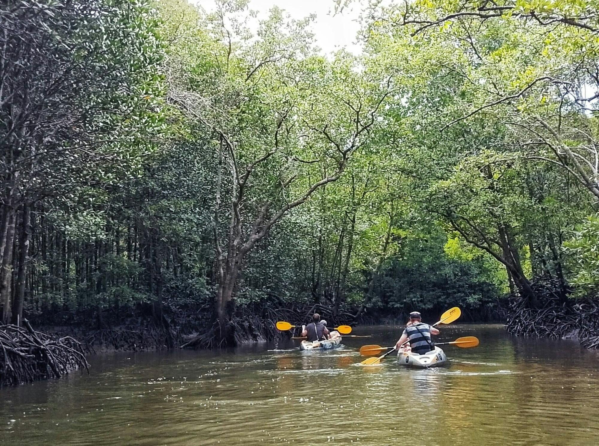 Kayaking, mangroves, and hidden islands from Koh Lanta