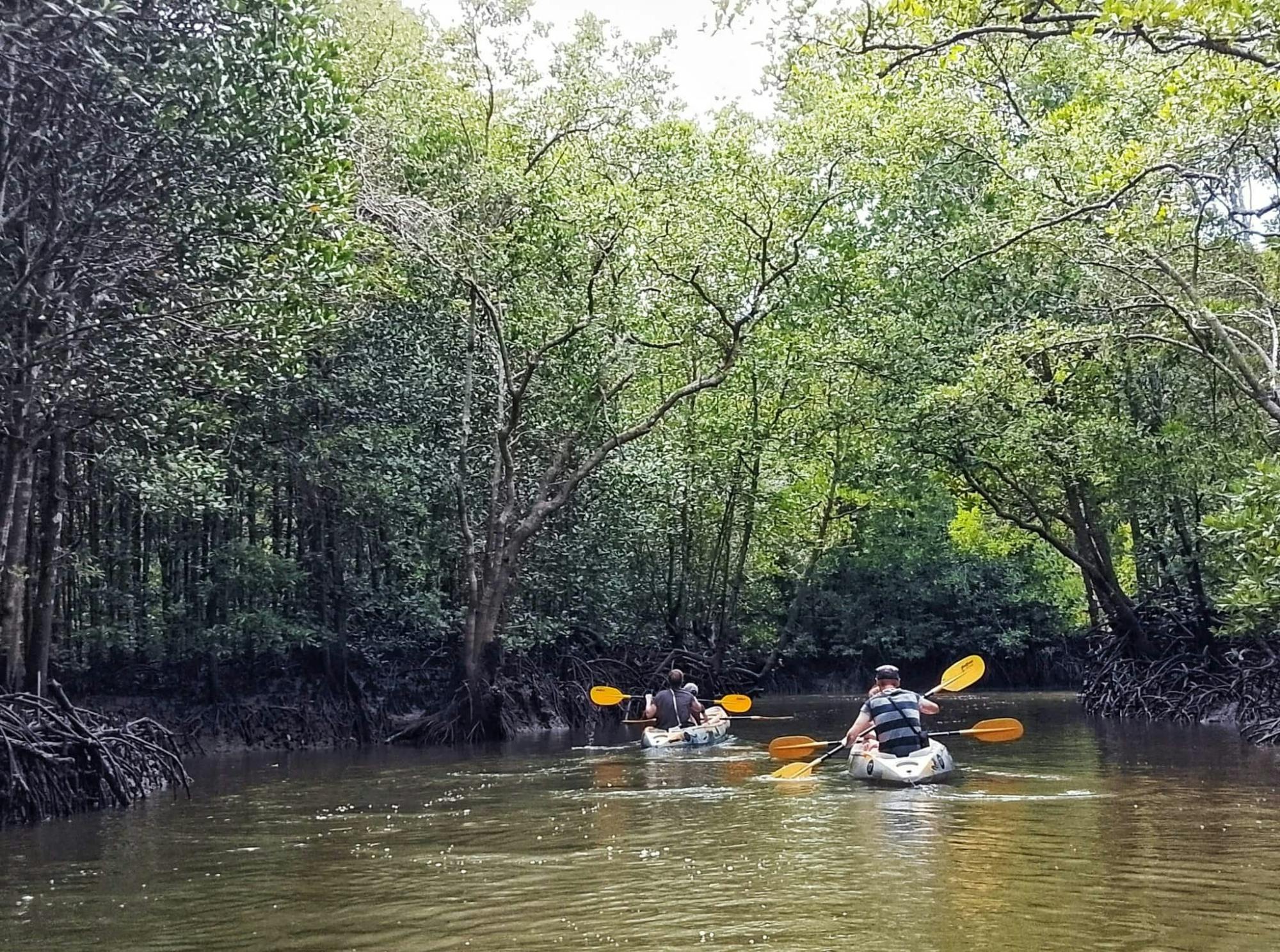 Kayaking, mangroves, and hidden islands from Koh Lanta